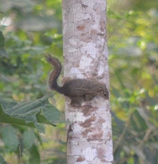 Funisciurus anerythrus