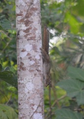 Funisciurus anerythrus