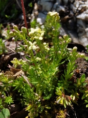 Galium noricum