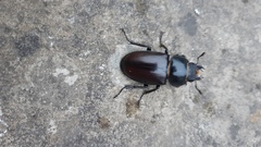 Lucanus cervus
