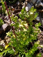 Galium noricum