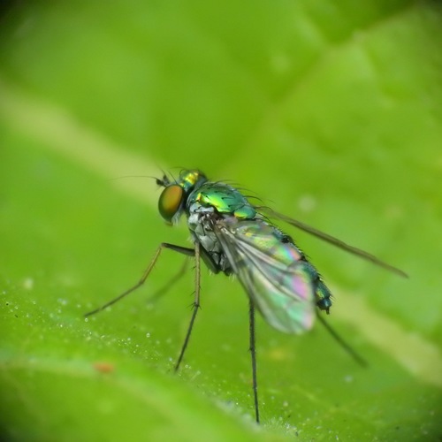 photo of Long-legged Flies (Dolichopodidae)