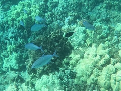 Ferdauia orthogrammus