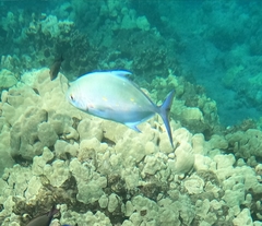 Ferdauia orthogrammus