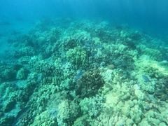 Ferdauia orthogrammus