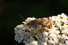 Cryptocala chardinyi