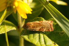 Cryptocala chardinyi