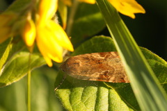 Cryptocala chardinyi