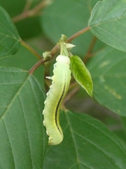 Cimbex femoratus