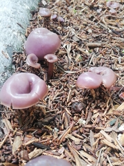 Fungi