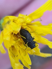 Anthaxia quadripunctata