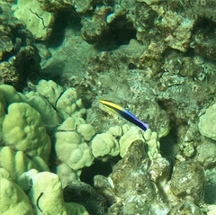 Labroides phthirophagus