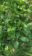 Plantago urvillei