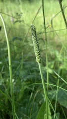 Plantago urvillei