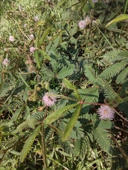 Mimosa pudica