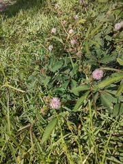 Mimosa pudica