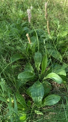 Plantago urvillei