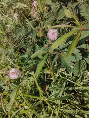 Mimosa pudica