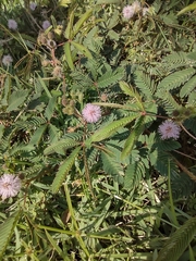 Mimosa pudica