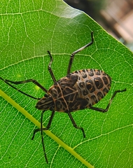 Agaeus