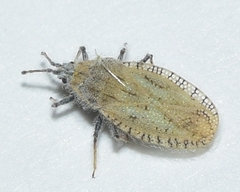 Tingis granadensis