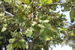 Curatella americana