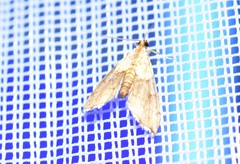 Agrotera nemoralis
