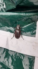 Lucanus cervus