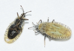 Tingis granadensis