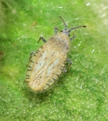 Tingis granadensis