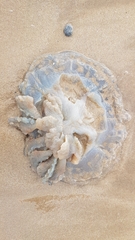 Rhizostomatidae