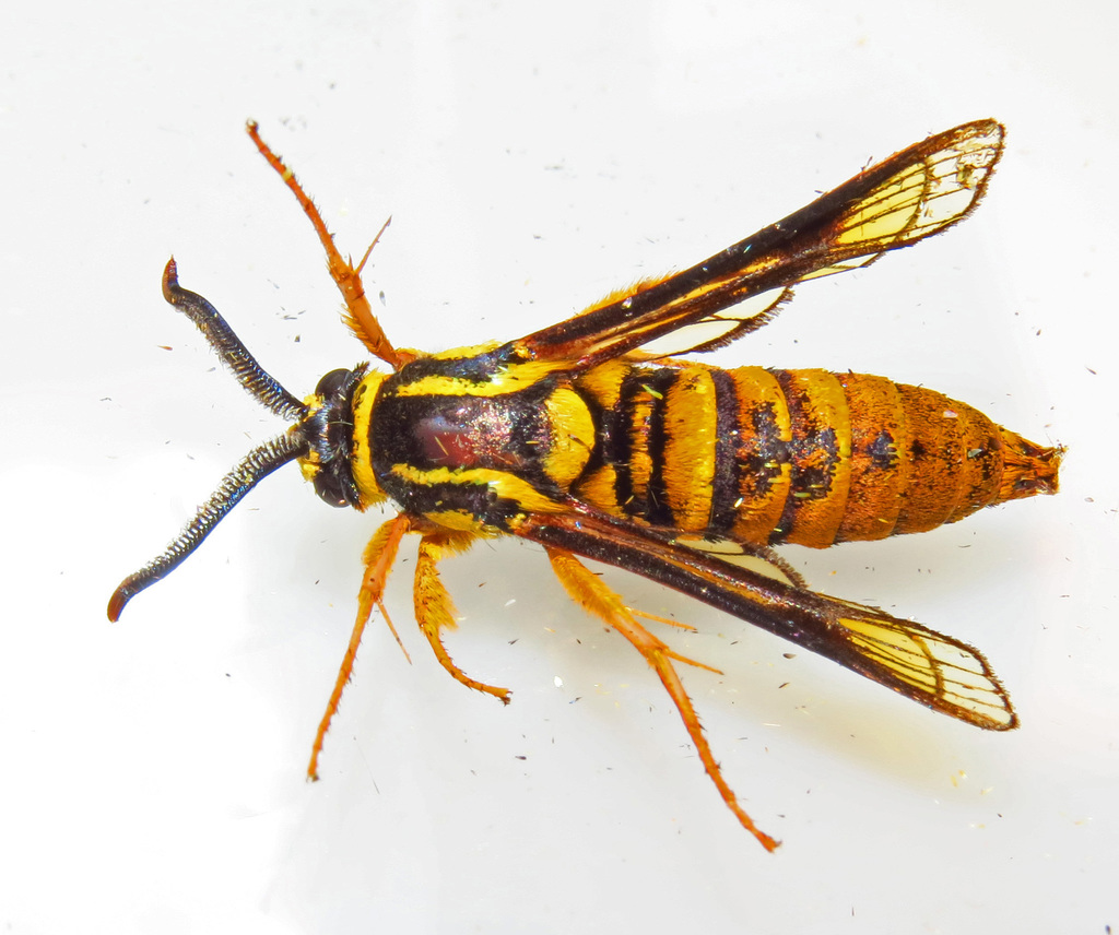 Hornet Clearwing Moth