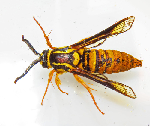 Hornet Clearwing Moth