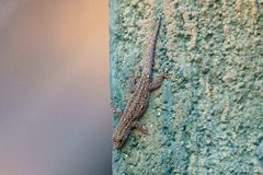 Lygodactylus angolensis