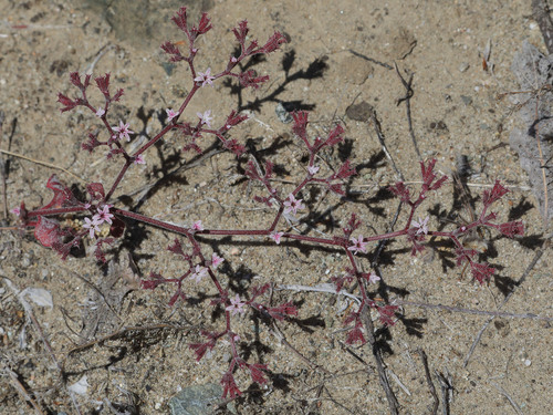 Chorizanthe xanti var. xanti
