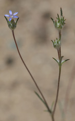 Eriastrum calocyanum