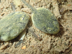 Bombina variegata