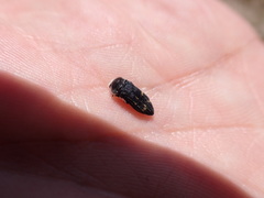 Acmaeoderella flavofasciata flavofasciata