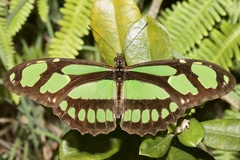 Philaethria wernickei