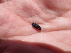 Acmaeoderella flavofasciata flavofasciata