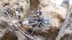 Nurscia albomaculata