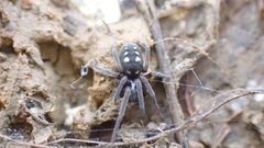 Nurscia albomaculata