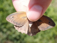 Hyponephele lupinus