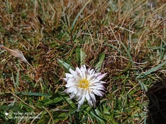 Hypochaeris taraxacoides