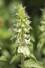 Stachys ocymastrum