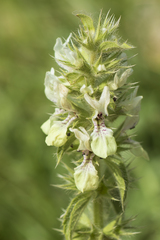 Stachys ocymastrum