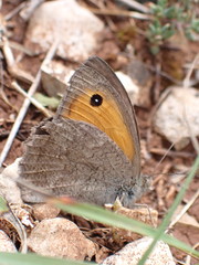 Hyponephele lupinus