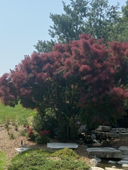 Cotinus