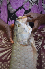 Heterotis niloticus