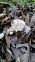 Lactarius fumosus